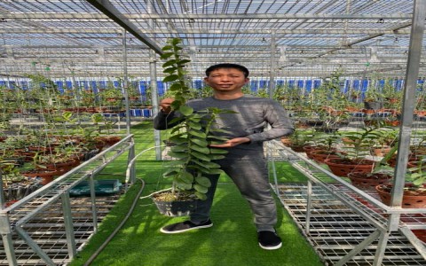Nguyên Phương Hồng video hưỡng dẫn cắt tách 2 mầm gốc cây lan đột biến bạch tuyết